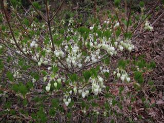 ドウダンツツジ